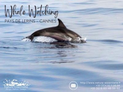 JOURNEE WHALE WATCHING DANS LE SANCTUAIRE PELAGOS + SNORKELING AUTOUR DES ILES DE LERINS - EXCURSION DE 07H30