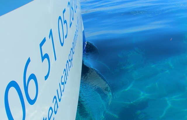 location bateau sans permis a cannes - matin 4h de 08:30 à 12:30
				à Cannes